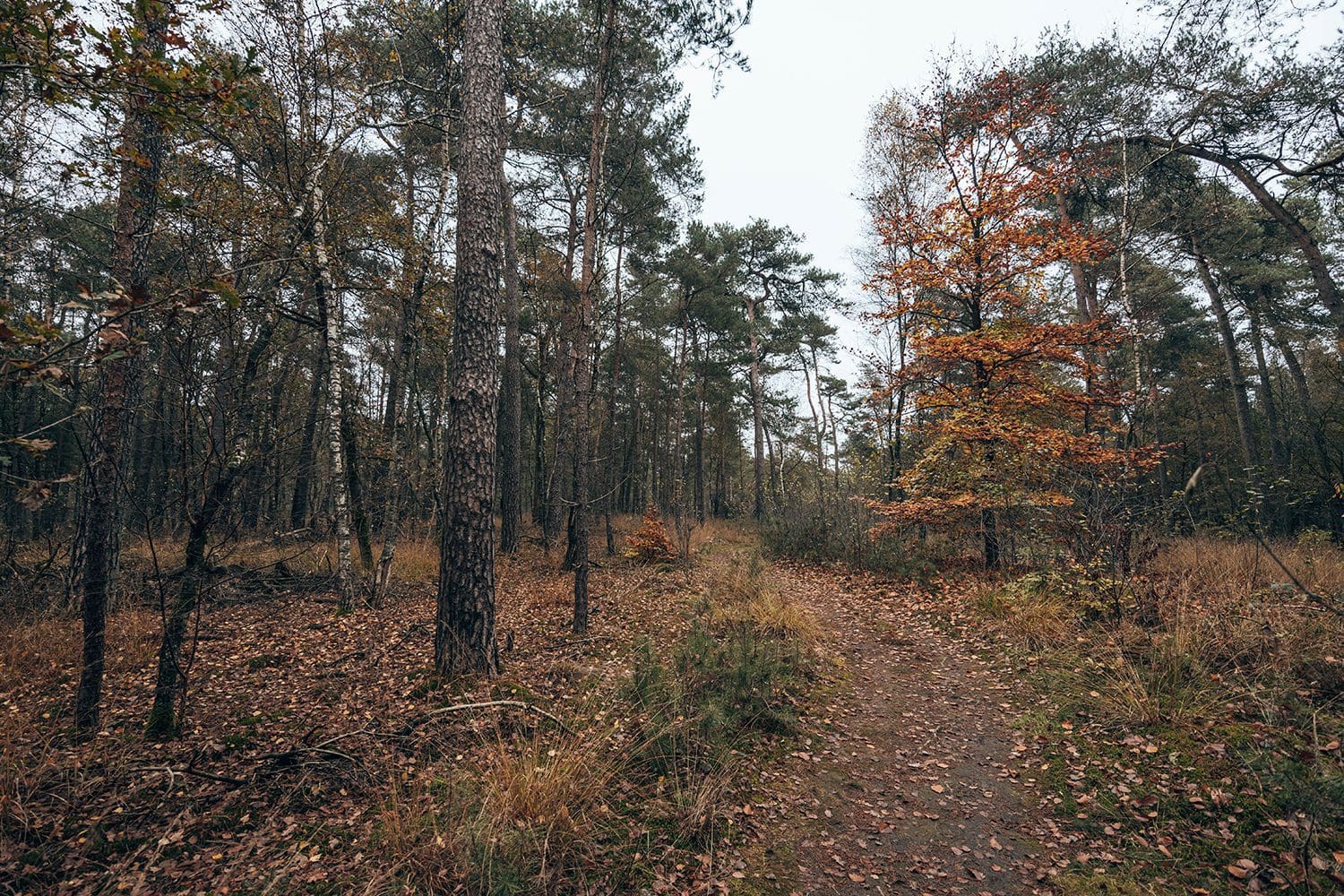 Komootroute Grote Veld