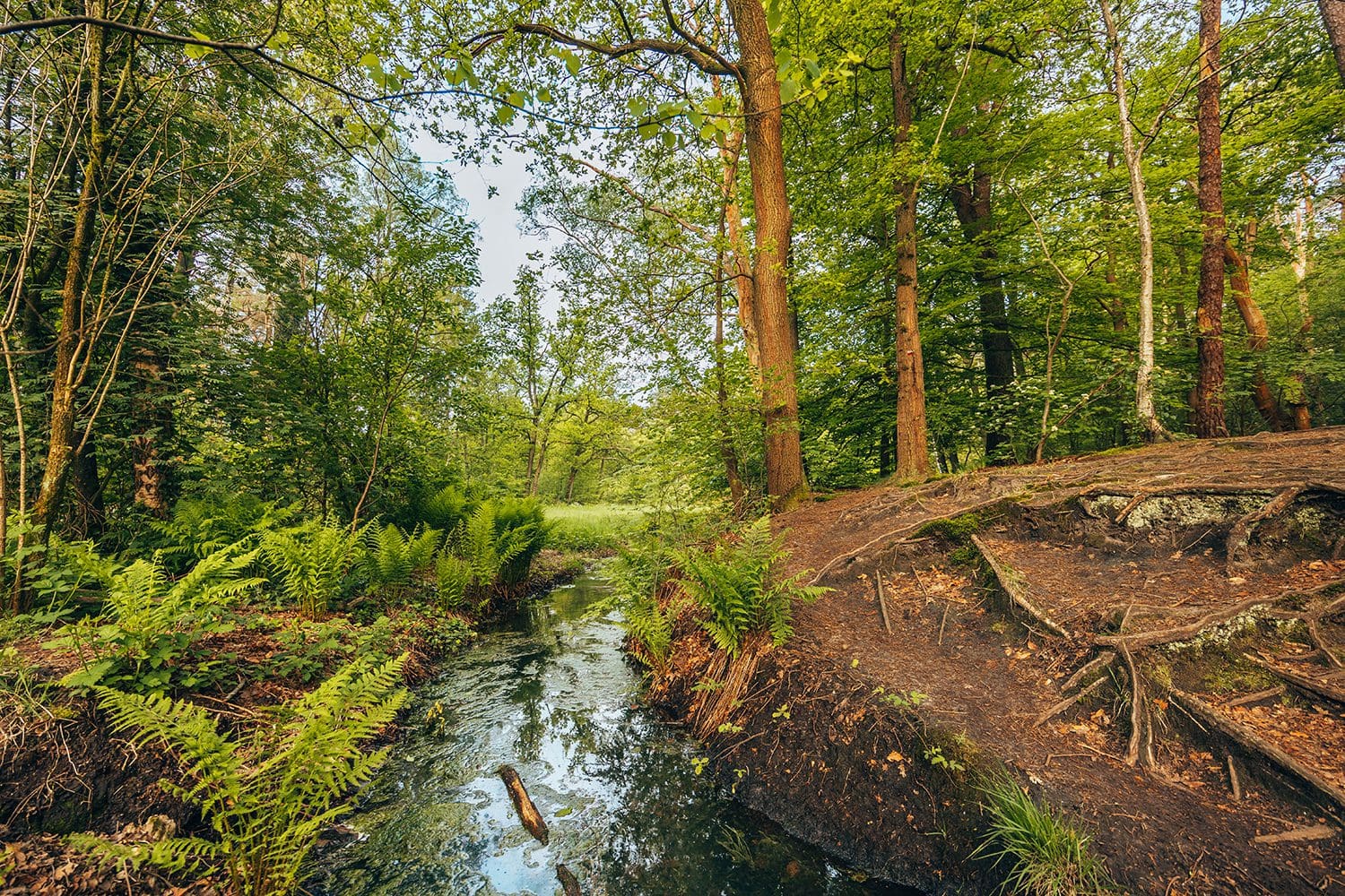 mooiste wandelroutes veluwe