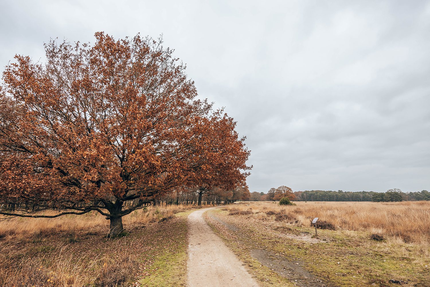 netwerkwandeling buurserzand