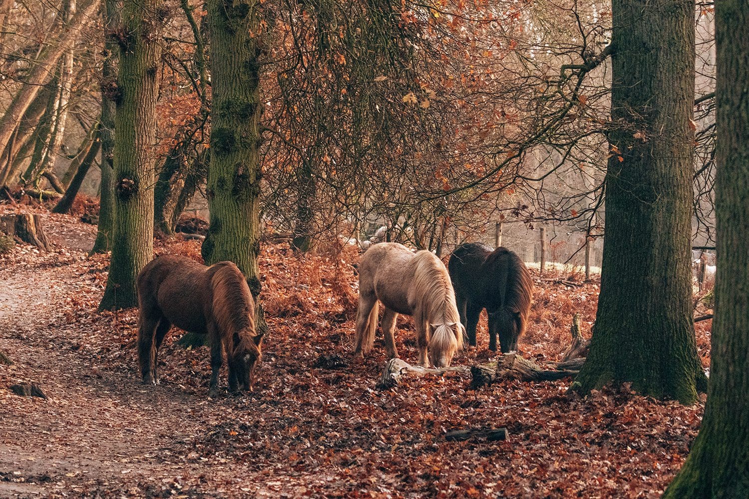 mooiste wandelroutes veluwe