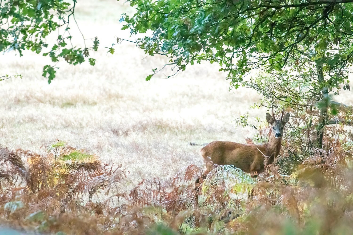 wandelen op de posbank