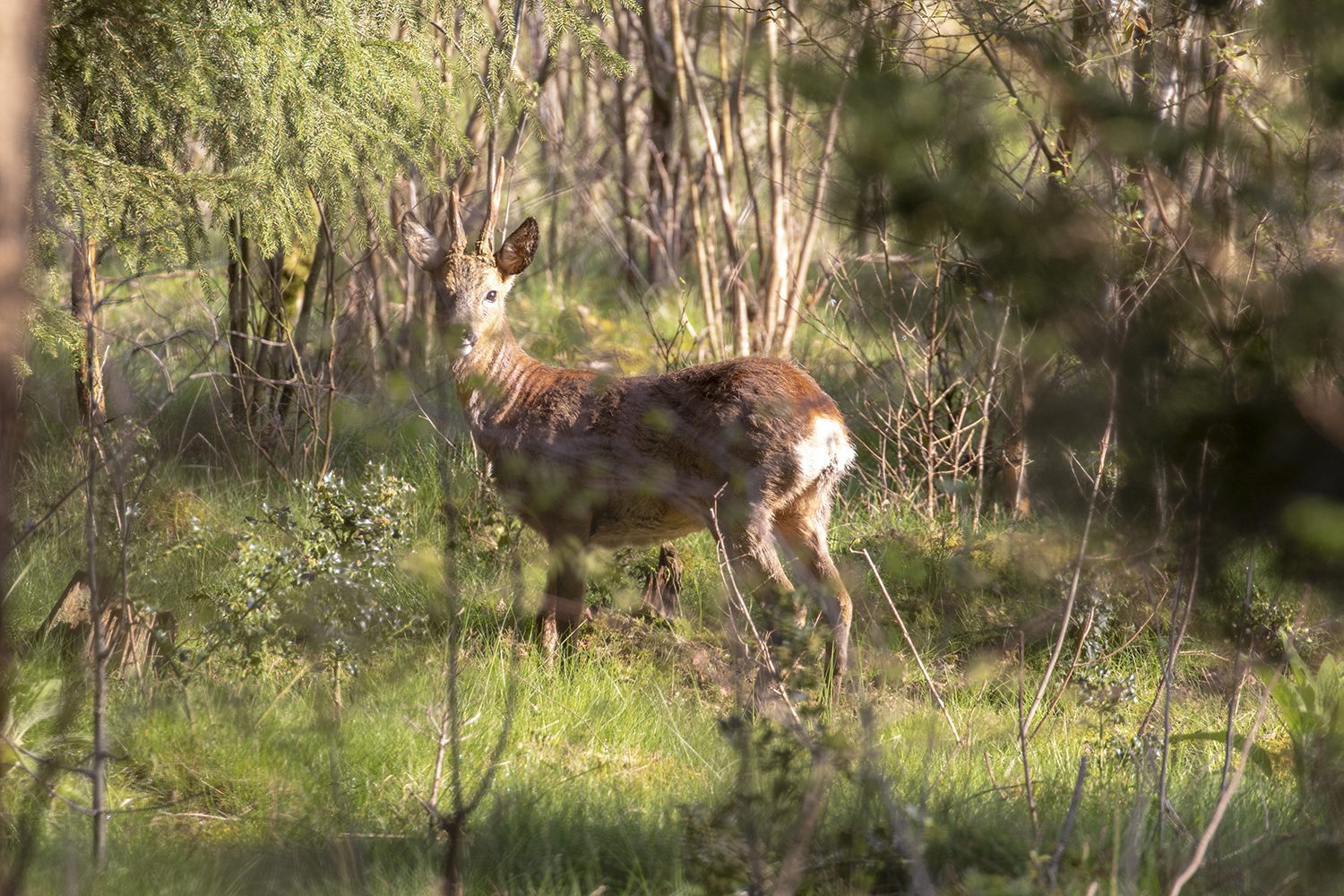 wandelen rondom zeist