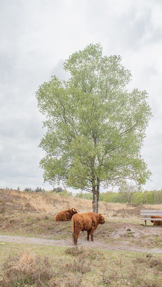 wandelroutes bij Borger