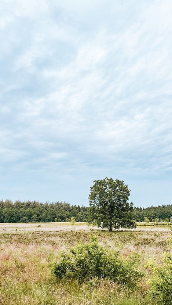 wandelroutes bij Borger