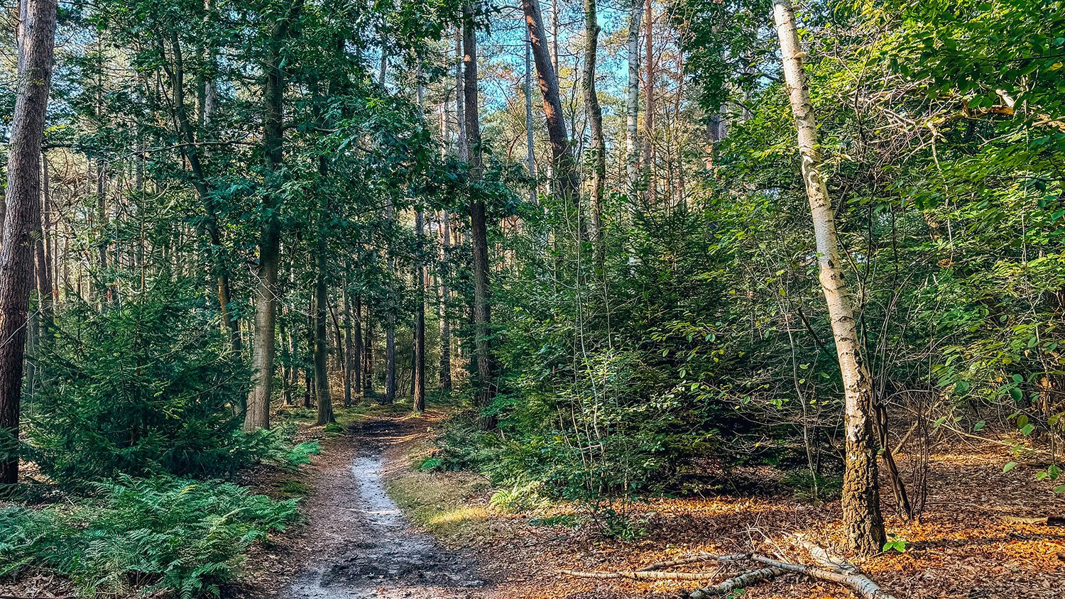 wandelen rondom zeist