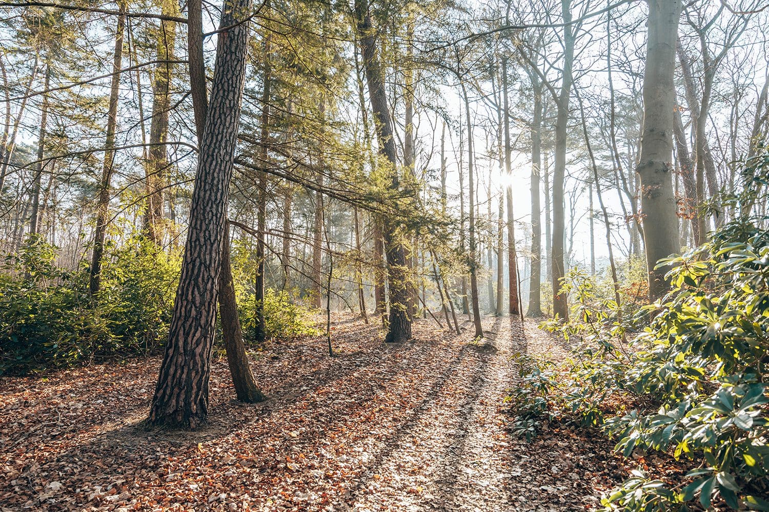 Strijbeekse Heide