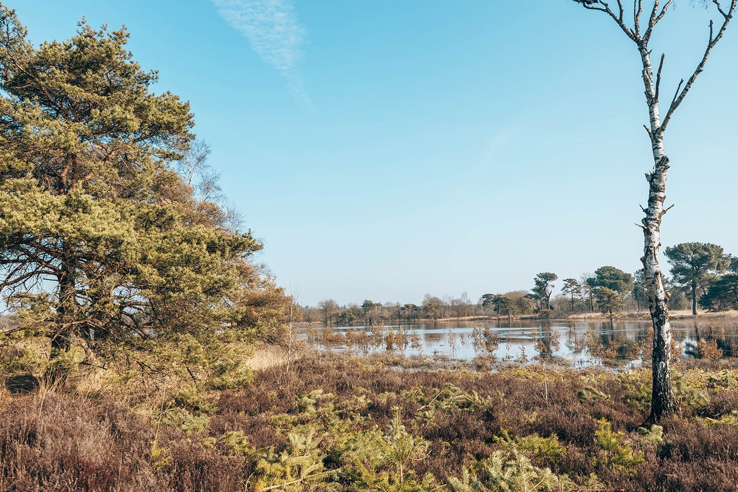 Strijbeekse Heide