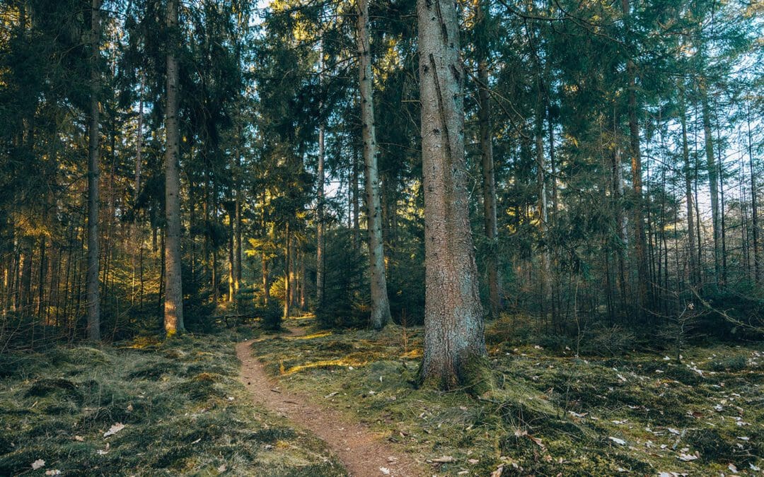 Sprokkelspoor