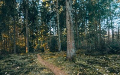 Sprokkelspoor Staatsbosbeheer 