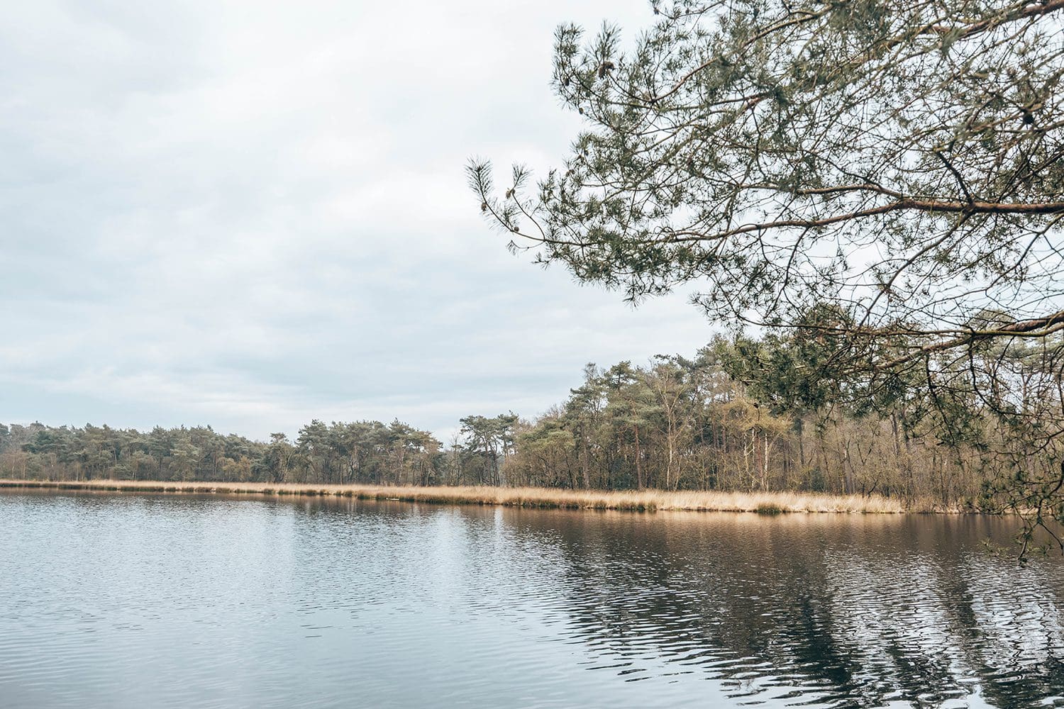 Brandeveen