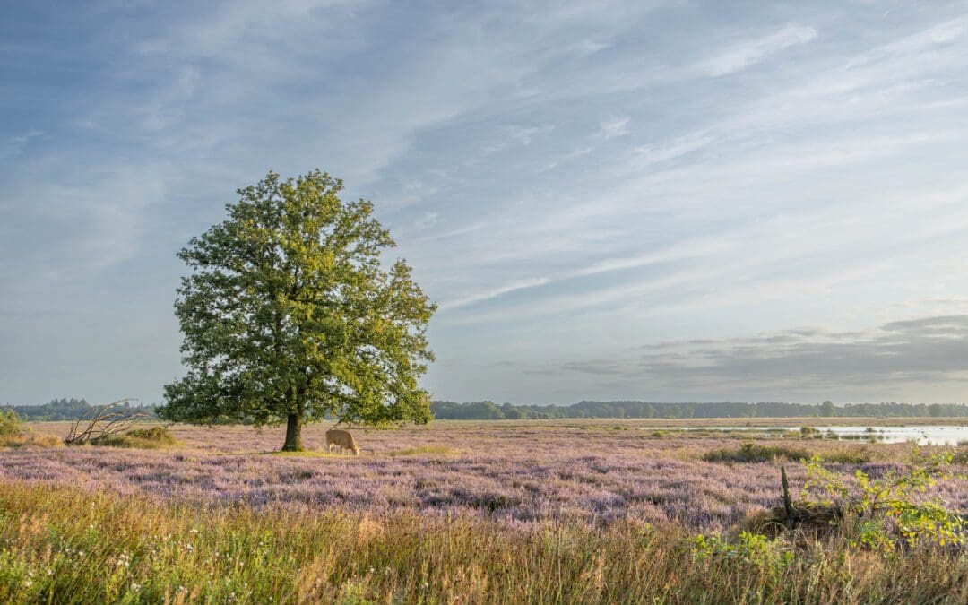 wandelroutes Dwingelderveld