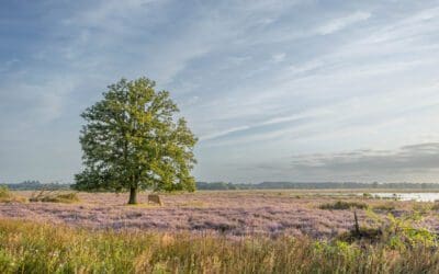 10 mooie wandelroutes Dwingelderveld 