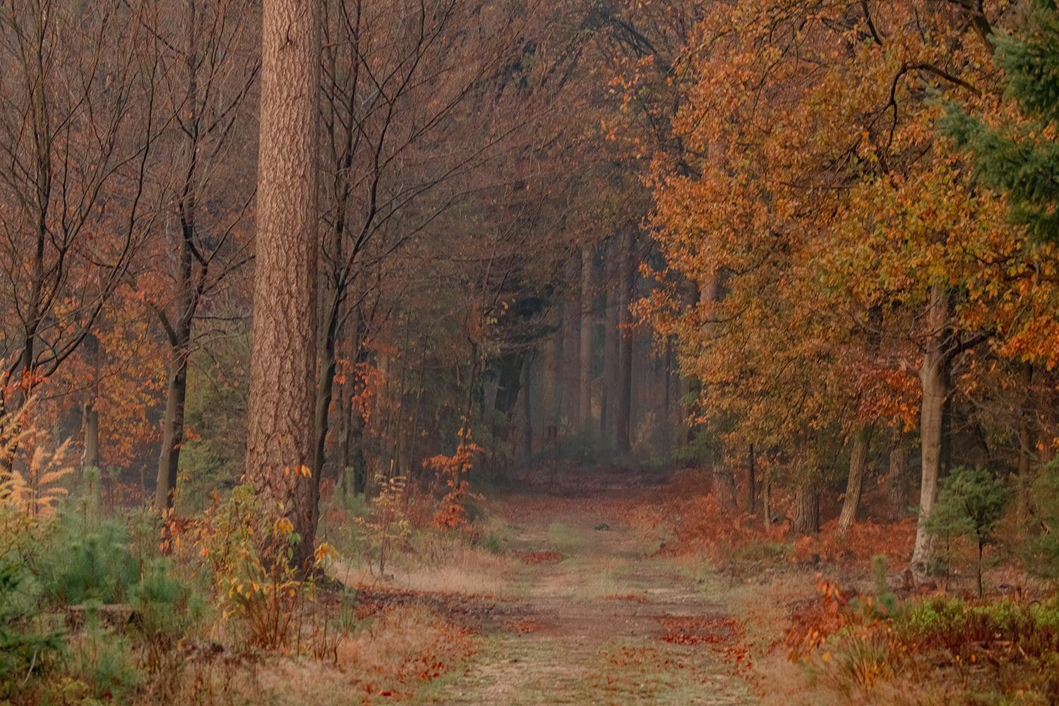 wandelen bij Putten wandelen bij Putten