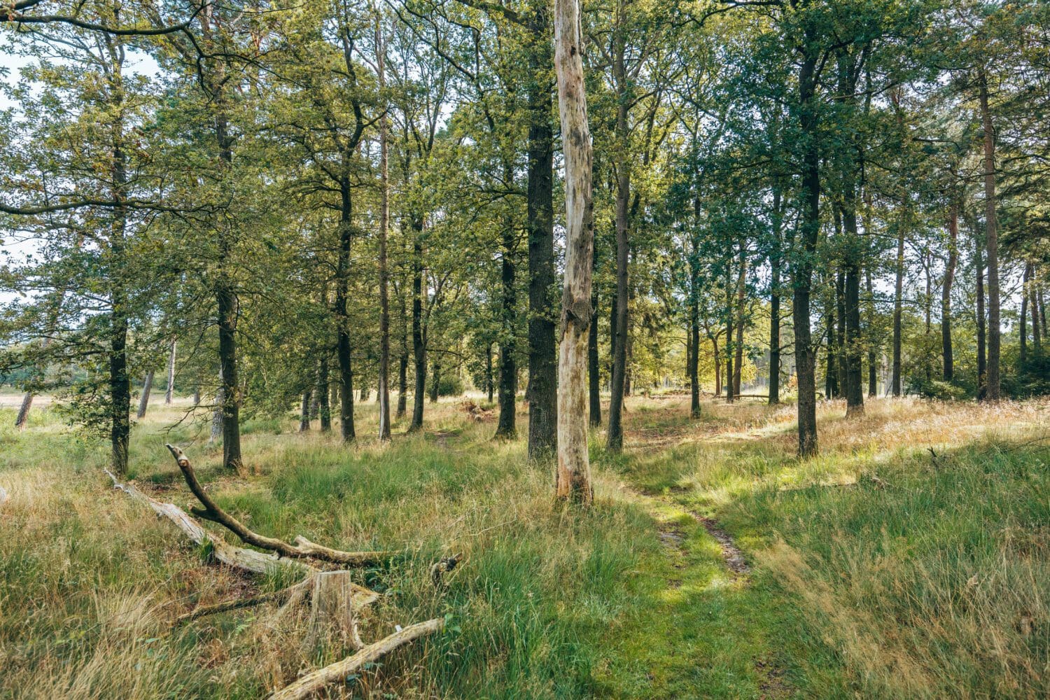 wandelroutes Dwingelderveld
