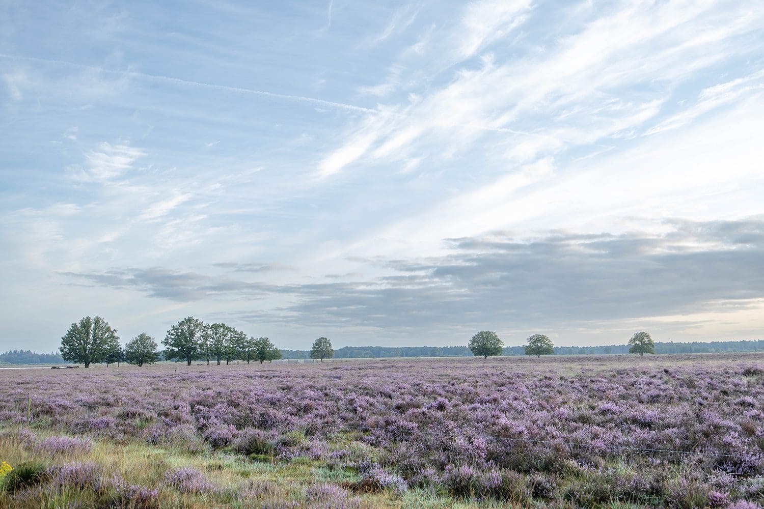 wandelroutes Dwingelderveld