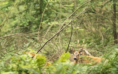 10x Wandelen bij Putten 