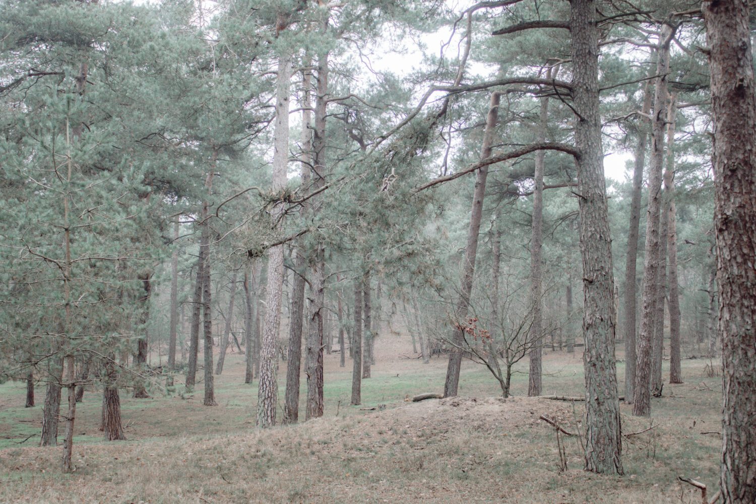 wandelknooppunten loonse & drunense Duinen