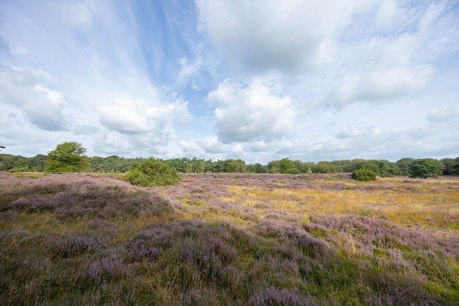 wandelroutes Dwingelderveld