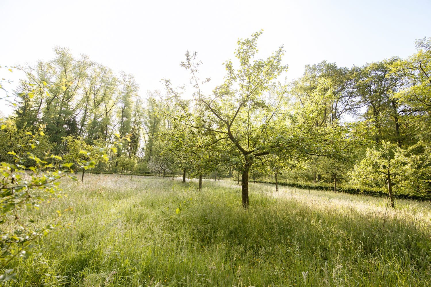 Groene Woud