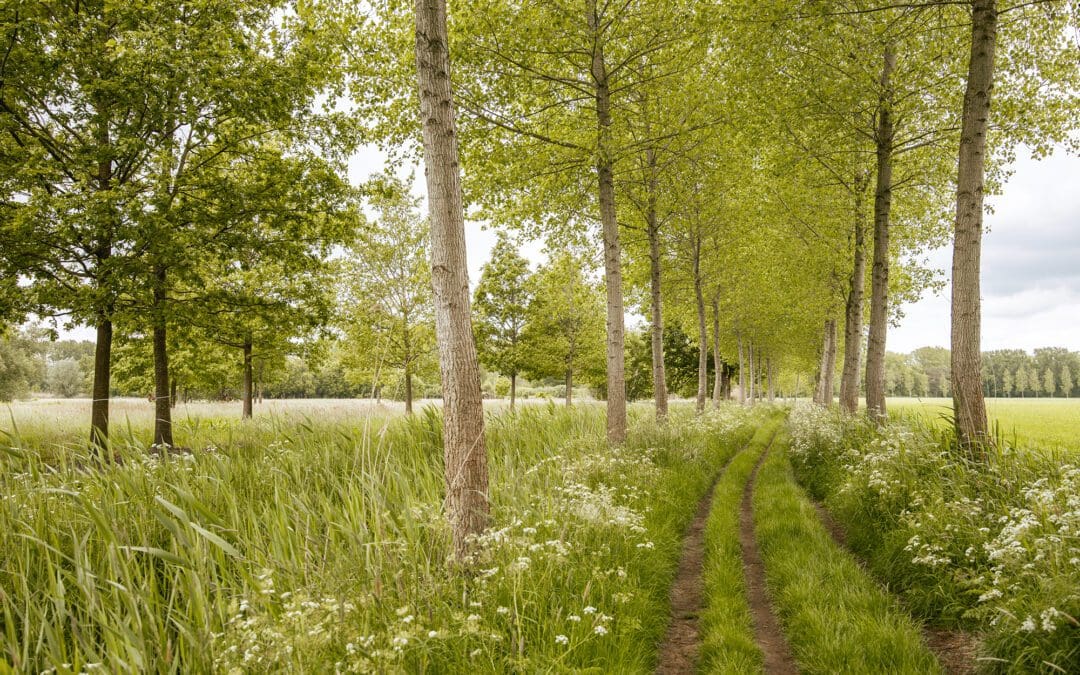 7x Wandelen in het Groene Woud 