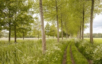 7x Wandelen in het Groene Woud 