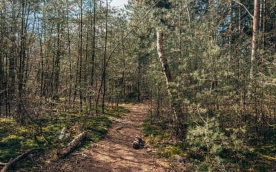 Wandelroute Spanderswoud 