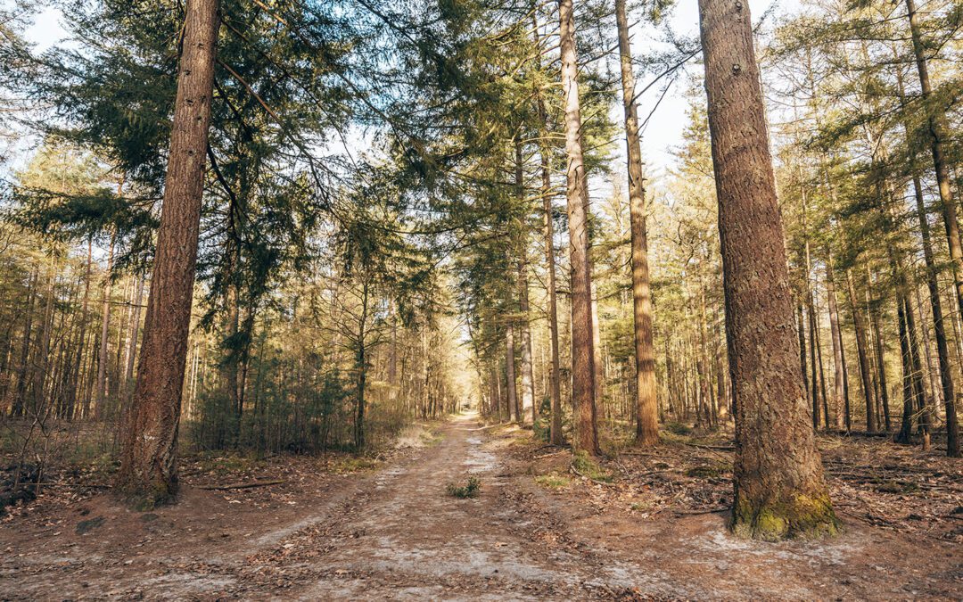 Trage Tocht Zwolse Bos 