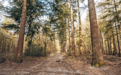 Trage Tocht Zwolse Bos 