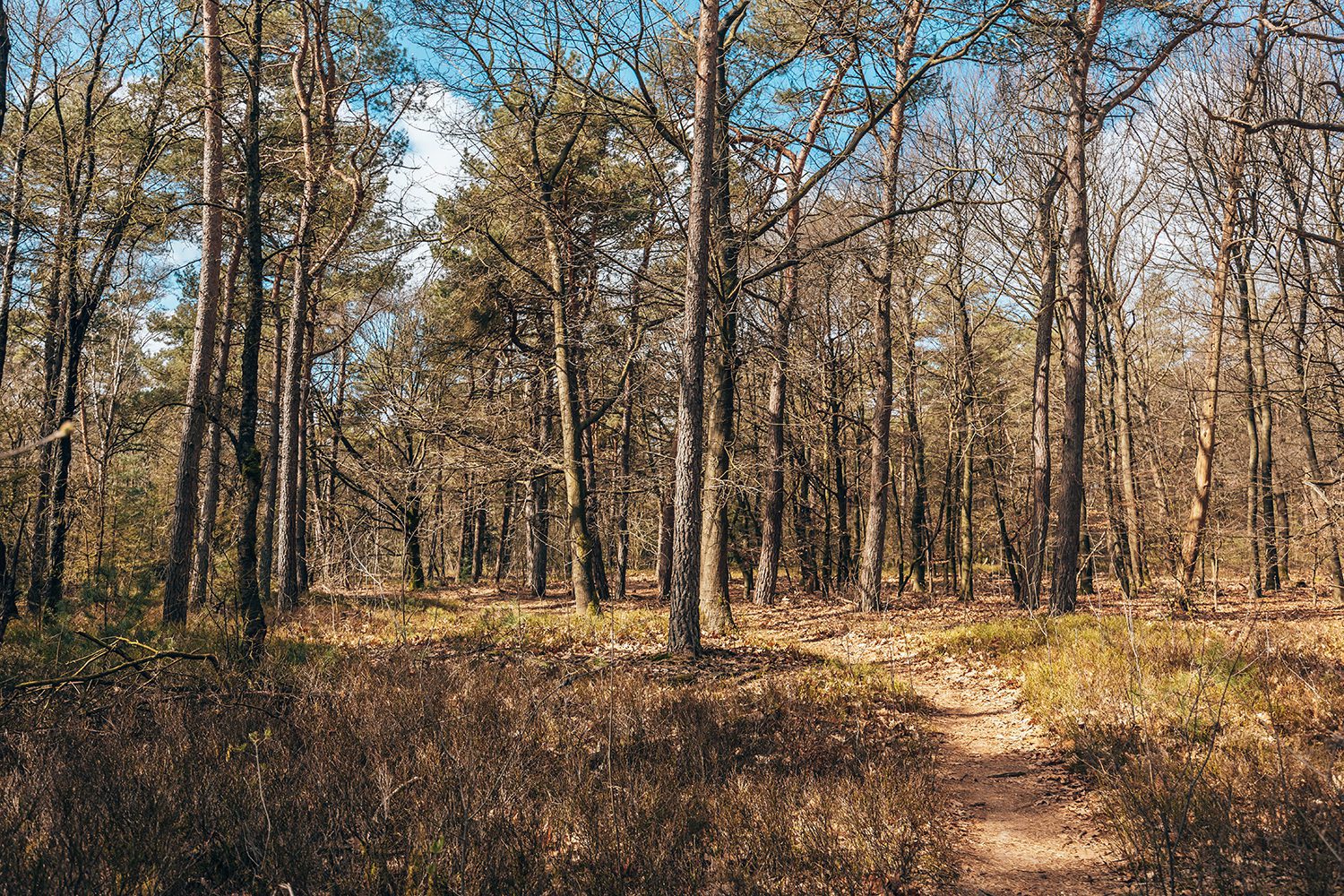 Trage Tocht Zwolse Bos Trage Tocht Zwolse Bos
