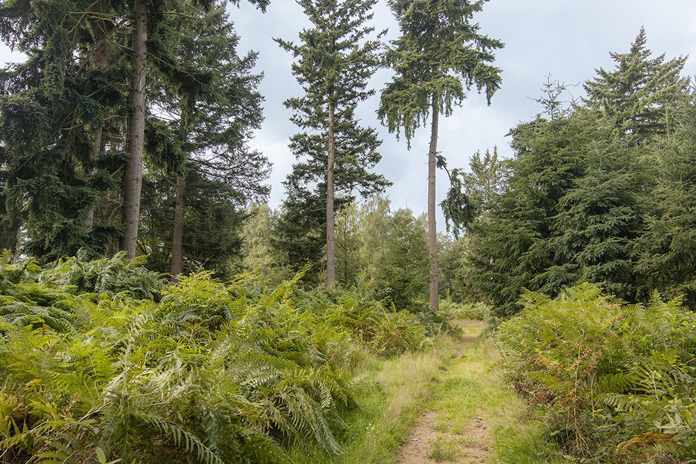 boswachterspad boswachterspad