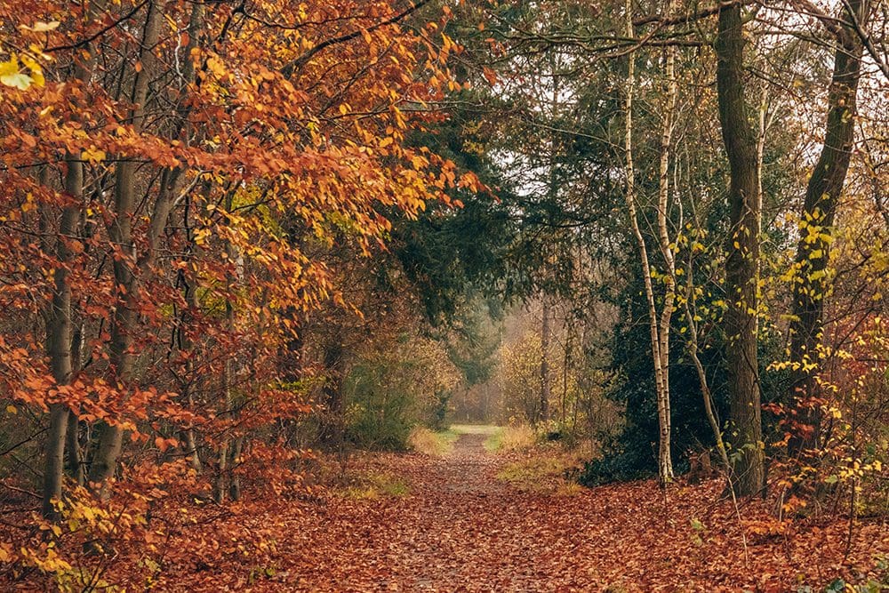 boswachterspad