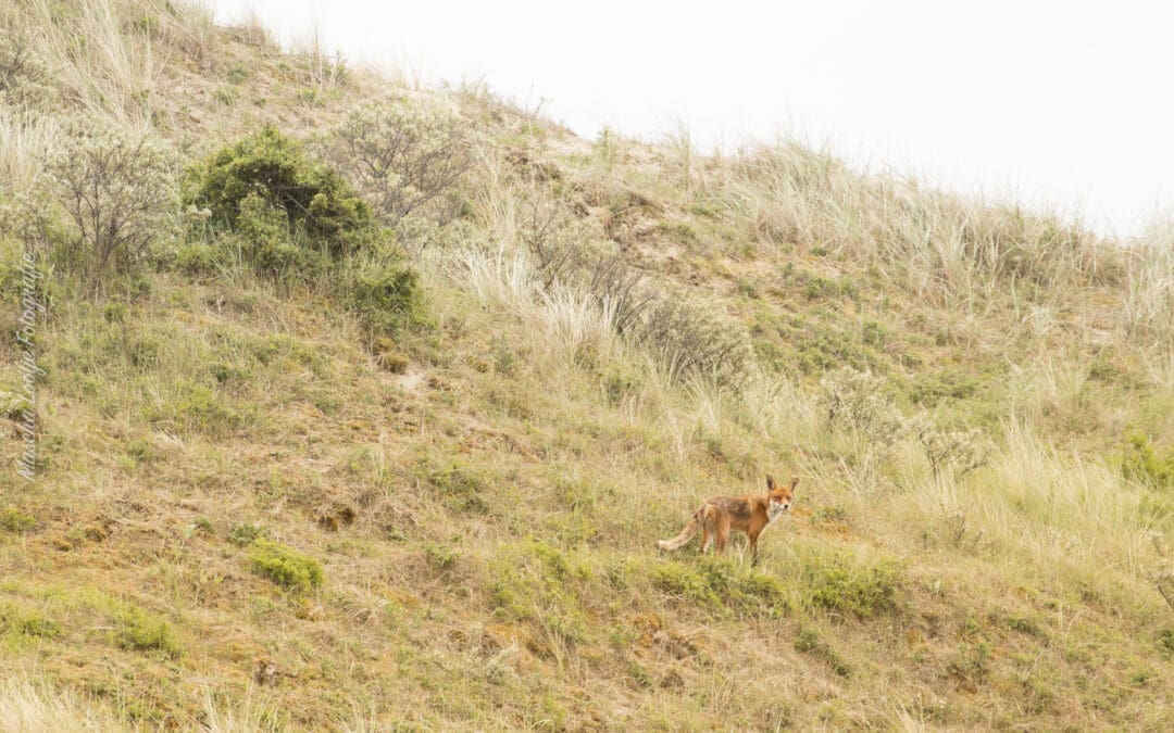 Nationaal Park Hollandse Duinen