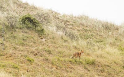 15x wandelen in Nationaal park Hollandse Duinen 