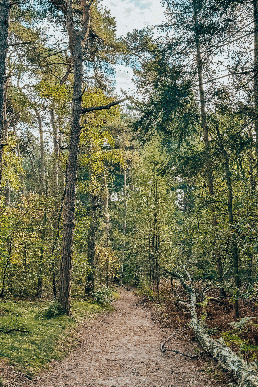 Kaapse Bossen