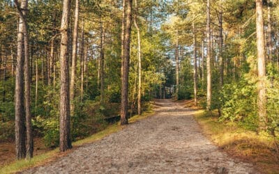 Wandelroute Boomplanterstocht Staatsbosbeheer 