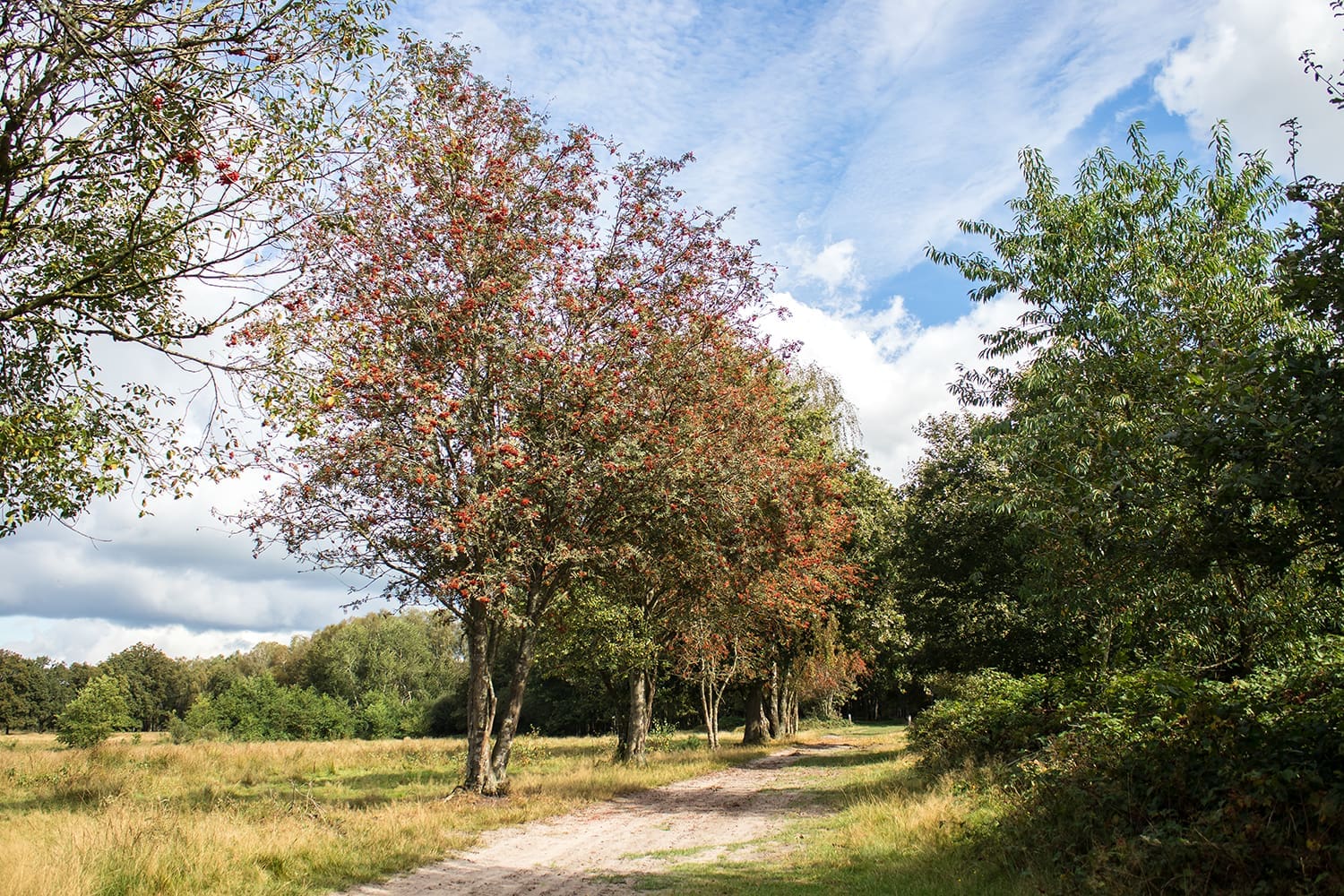 wandelroutes rondom enschede wandelroutes rondom enschede
