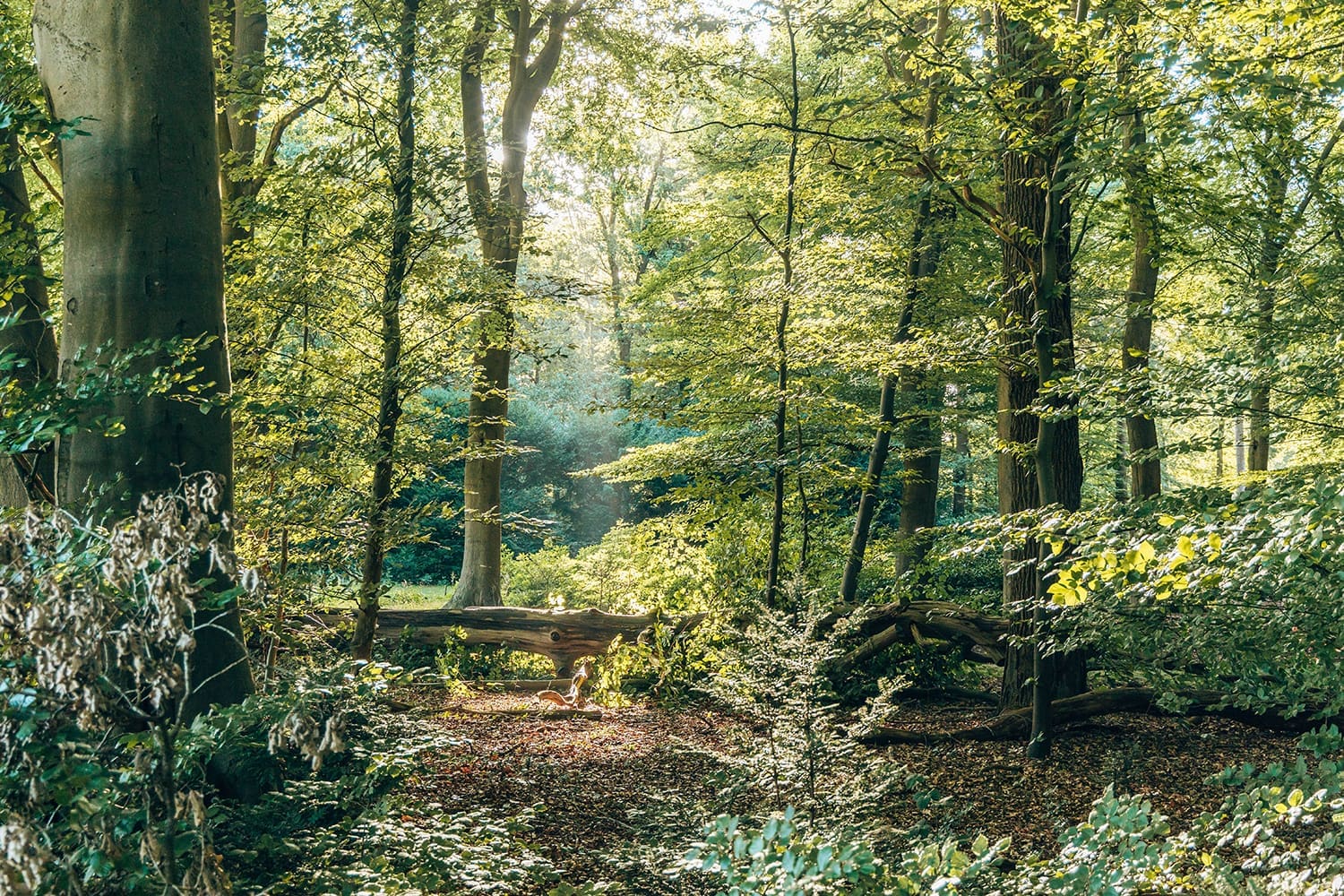 Groevenbeek Groevenbeek