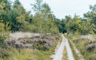 Boswachterspad Cartierheide 