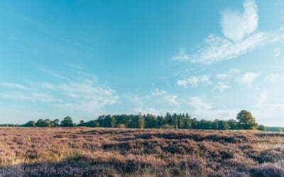 Paarse wandelroute Doldersummerveld  