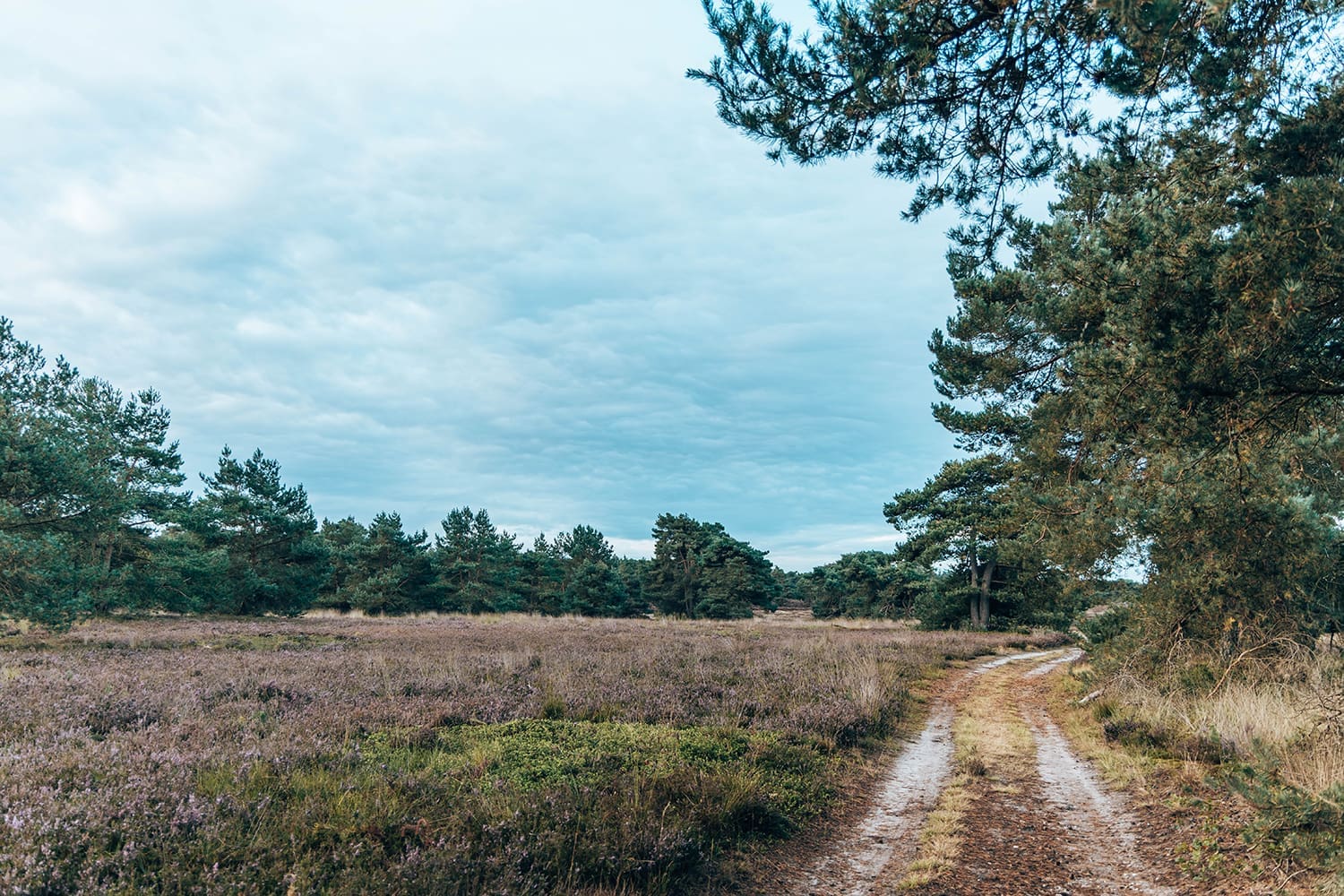 wandelroute stuifduinen wandelroute stuifduinen