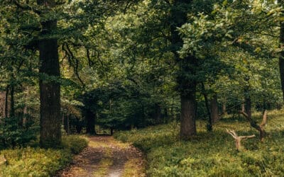 Wandelroute Stuifduinen over het Kroondomein 
