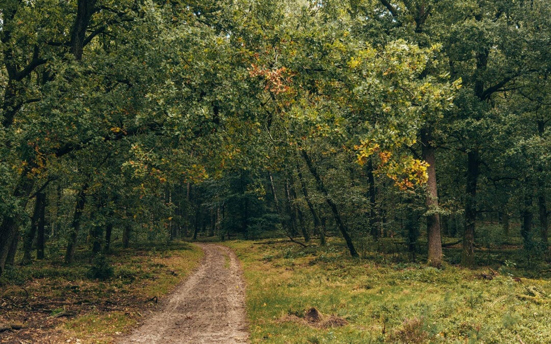 Komootroute Planken Wambuis