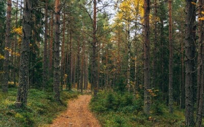 Wandelroute bij Järvsö 