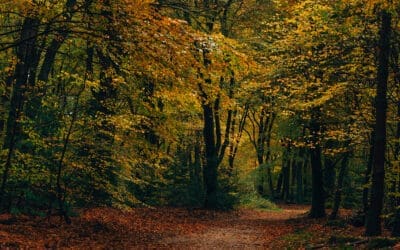 Wandelroute Cultuurhistorie Speulderbos