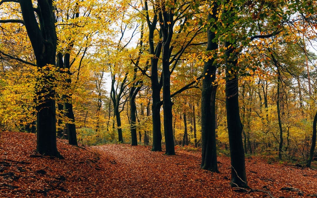 wandelroute Hoog Buurlo