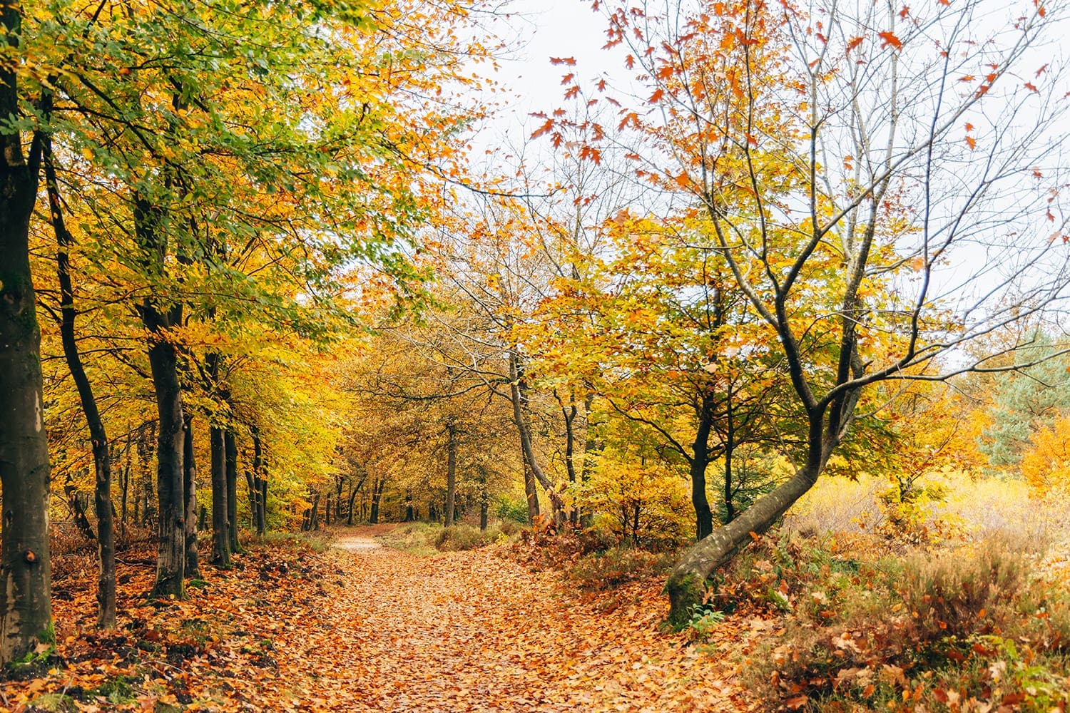 wandelroute Hoog Buurlo