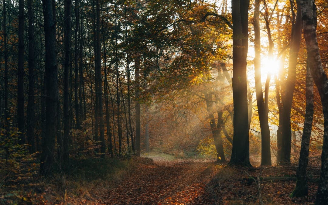 Komootroute Leuvenumse Bos