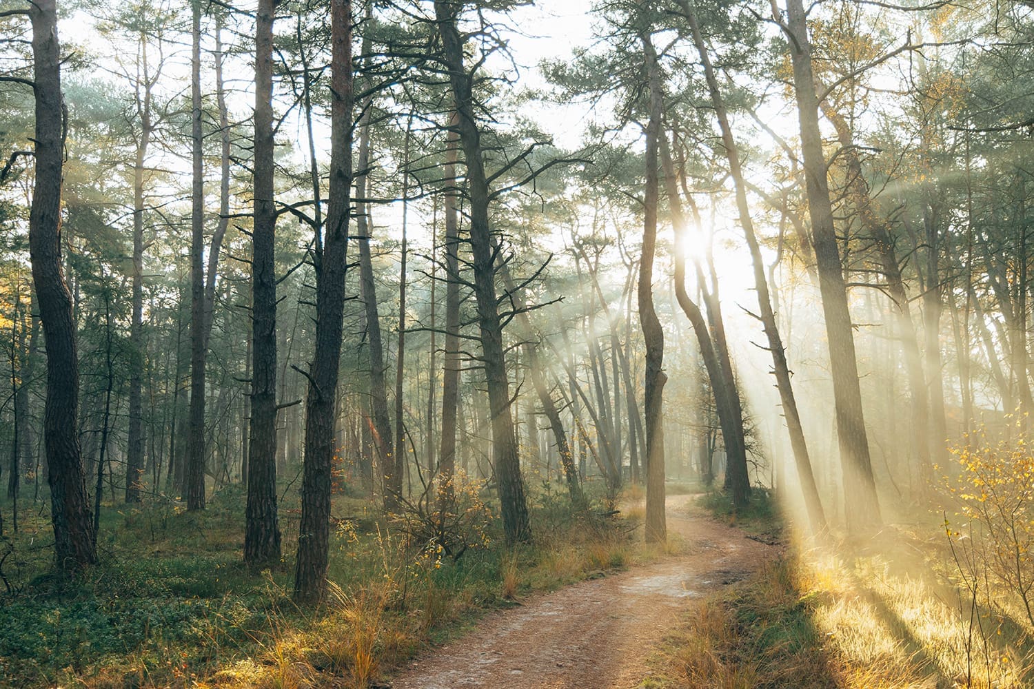 Komootroute Leuvenumse Bos