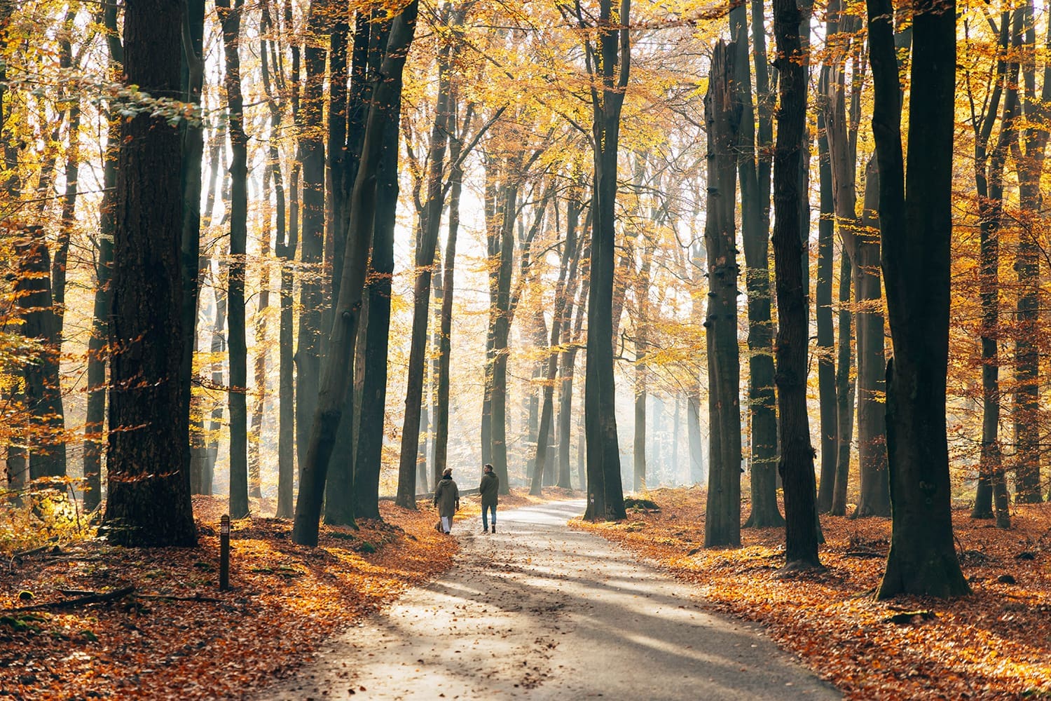 Komootroute Leuvenumse Bos
