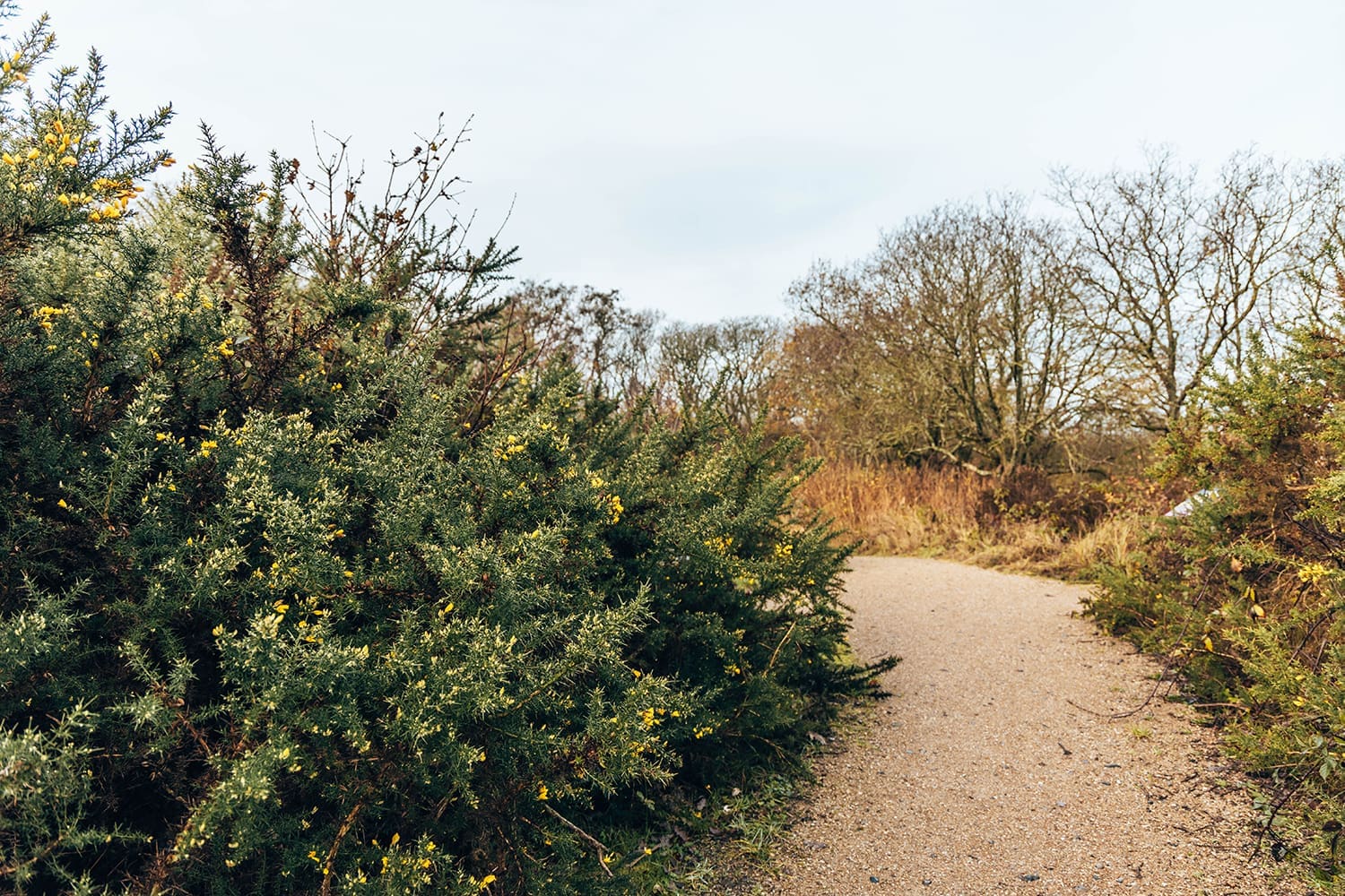 gele wandelroute Zwanenwater